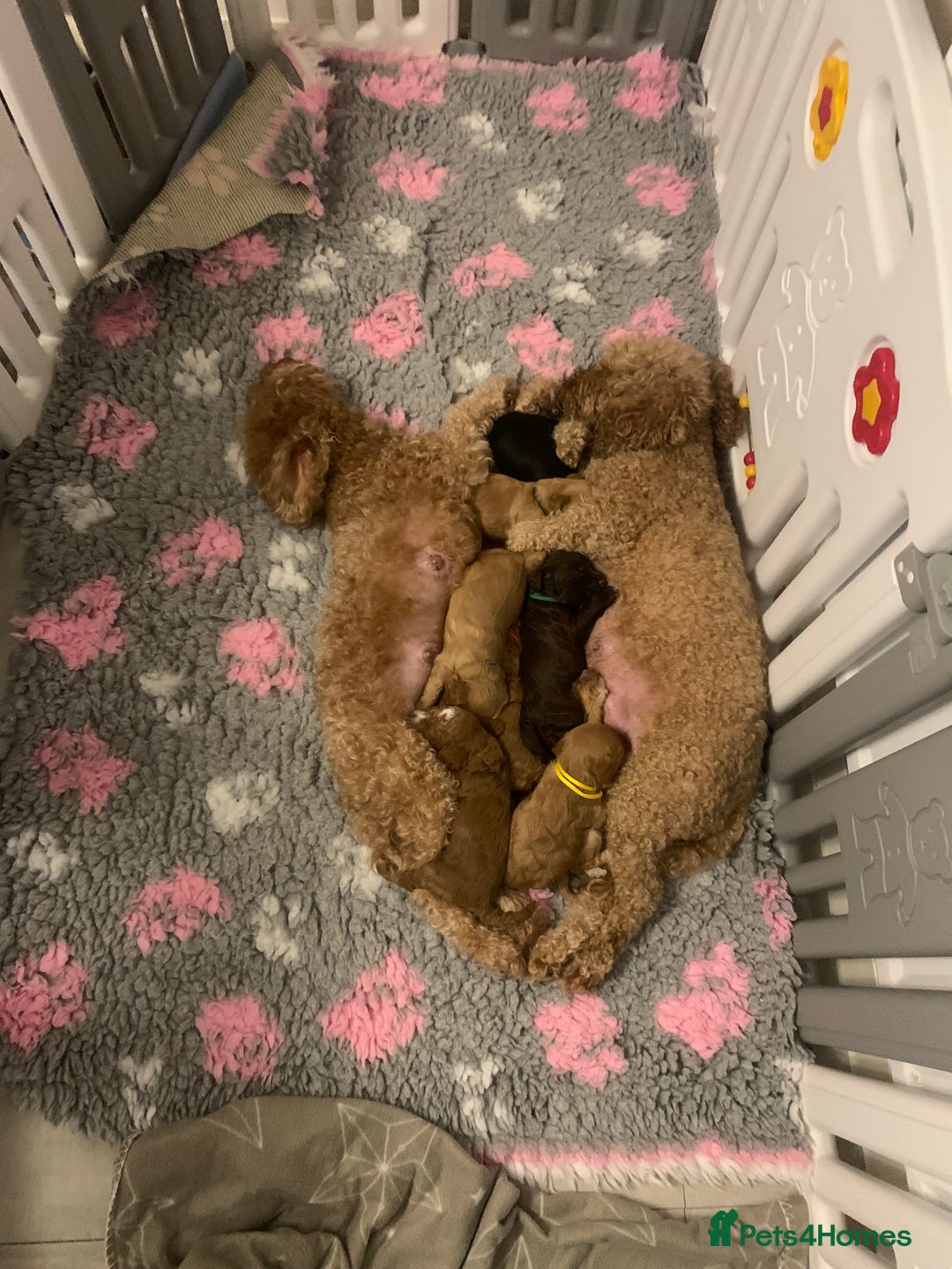 Cockapoo dogs for sale: Cockapoo - Advert 16