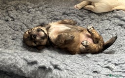 Mixed Breed dogs for sale: Fluffy Lhasa X Puppies – Family Raised! - Image 13