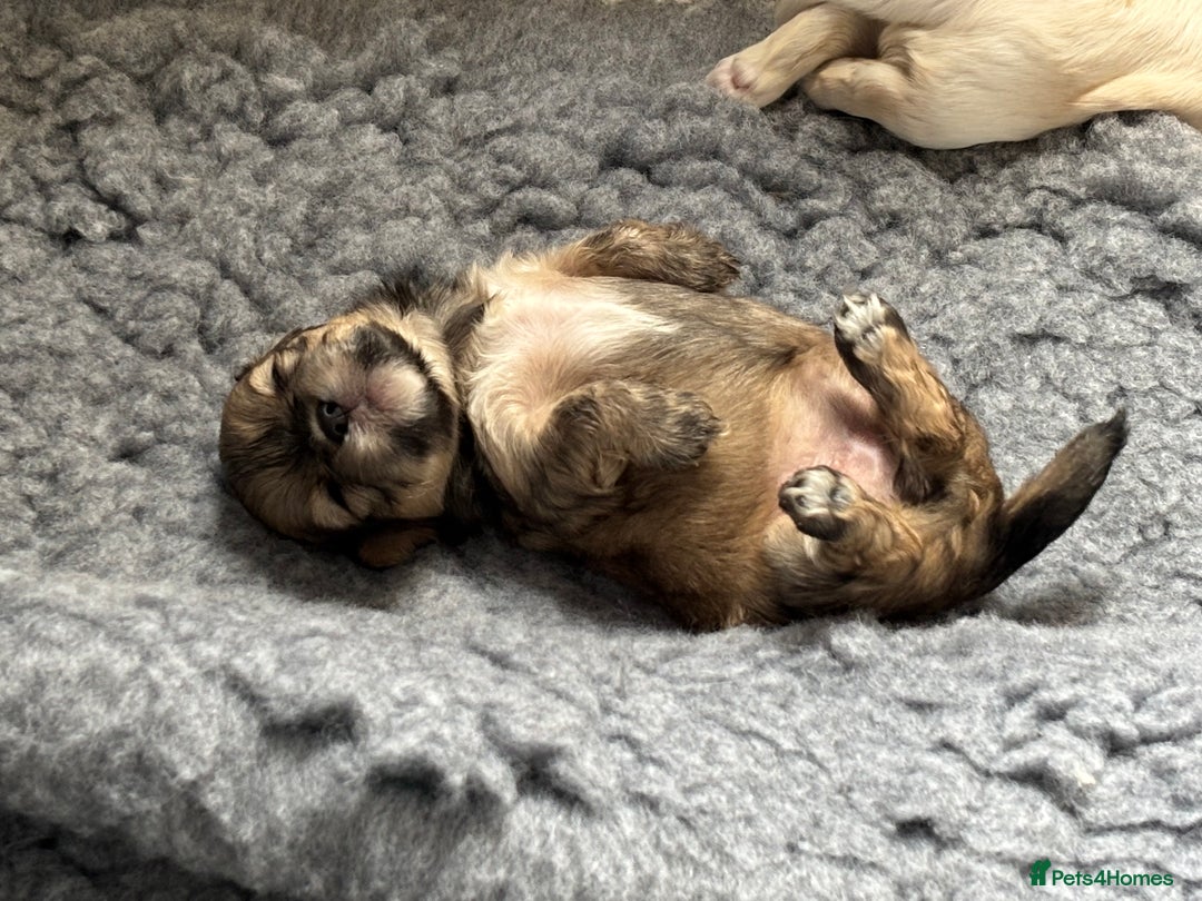 Mixed Breed dogs for sale: Fluffy Lhasa X Puppies – Family Raised! - Image 13