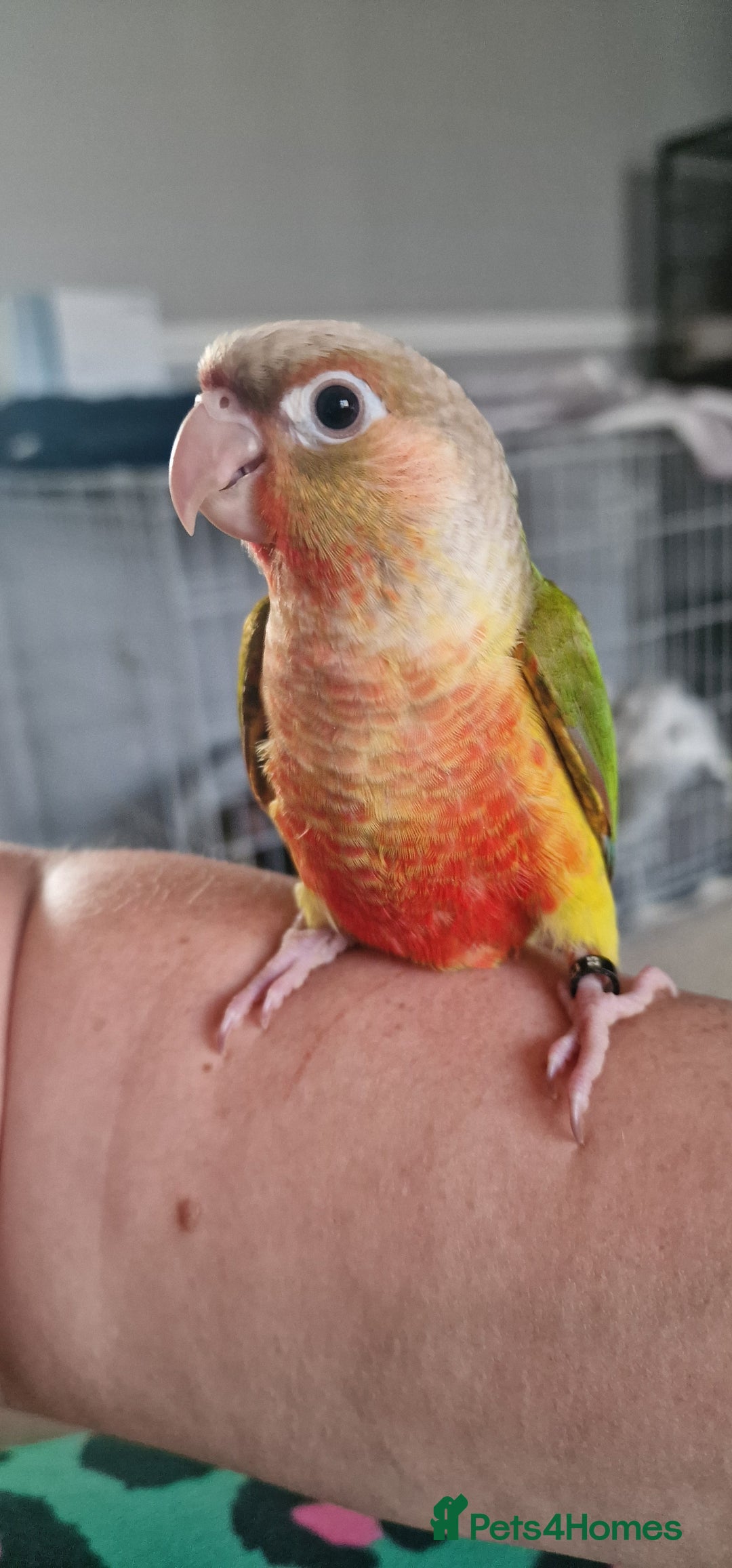 Conures birds for sale: Beautiful fully hand reared conure baby's  - Image 15