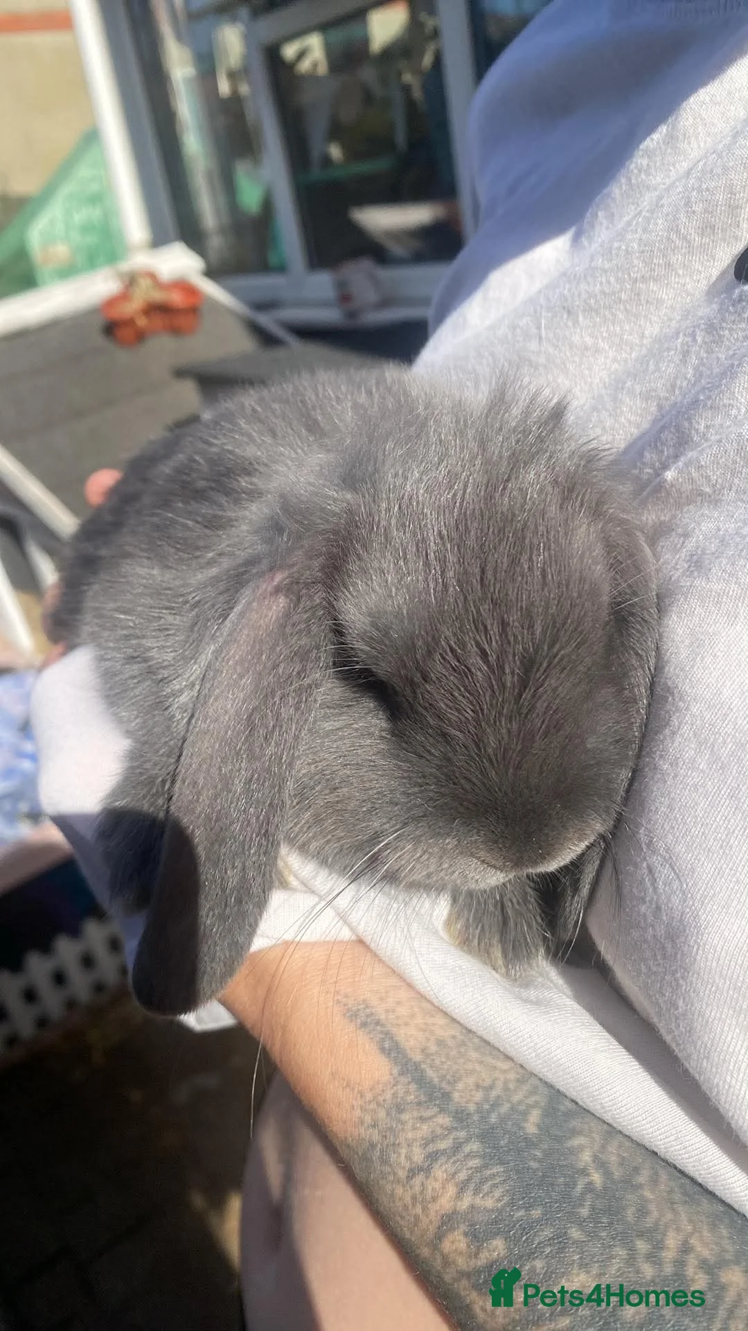 Mini Lop rabbits for sale: Lilac blue mini loop babies 2 BOYS LEFT  - Advert 2