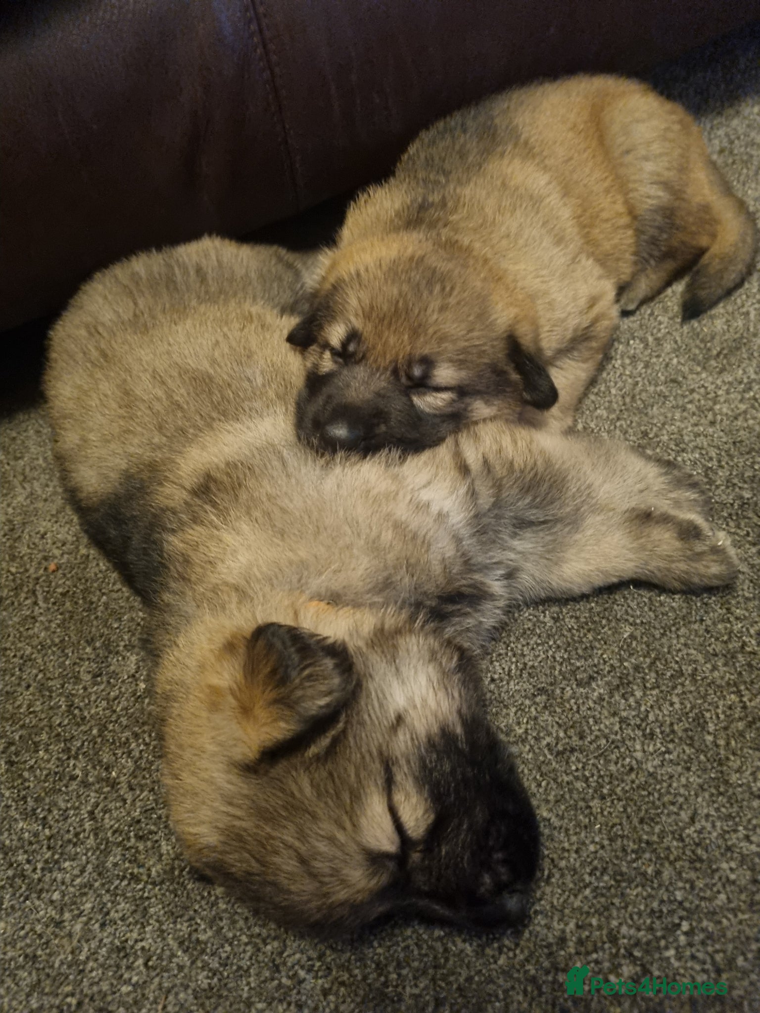 German Shepherd dogs German Shepherd pups Straight back KC registered - Advert 1