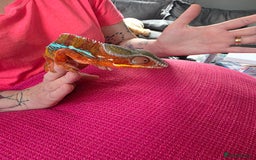 Chameleon reptiles for sale: Ambilobe panther chameleon and viv - Image 4
