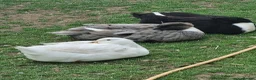 Ducks poultry for sale: 2 x Drakes and/or 8 x hens in need of a good home in Chard - Advert 19