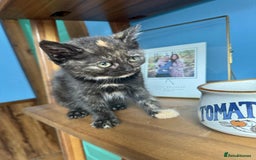 British Shorthair cats for sale: Pure British Shorthair Girls Ready Now! - Image 13