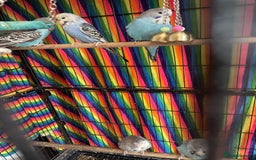Budgerigars birds for sale: Baby Budgies’s males and females  - Image 4