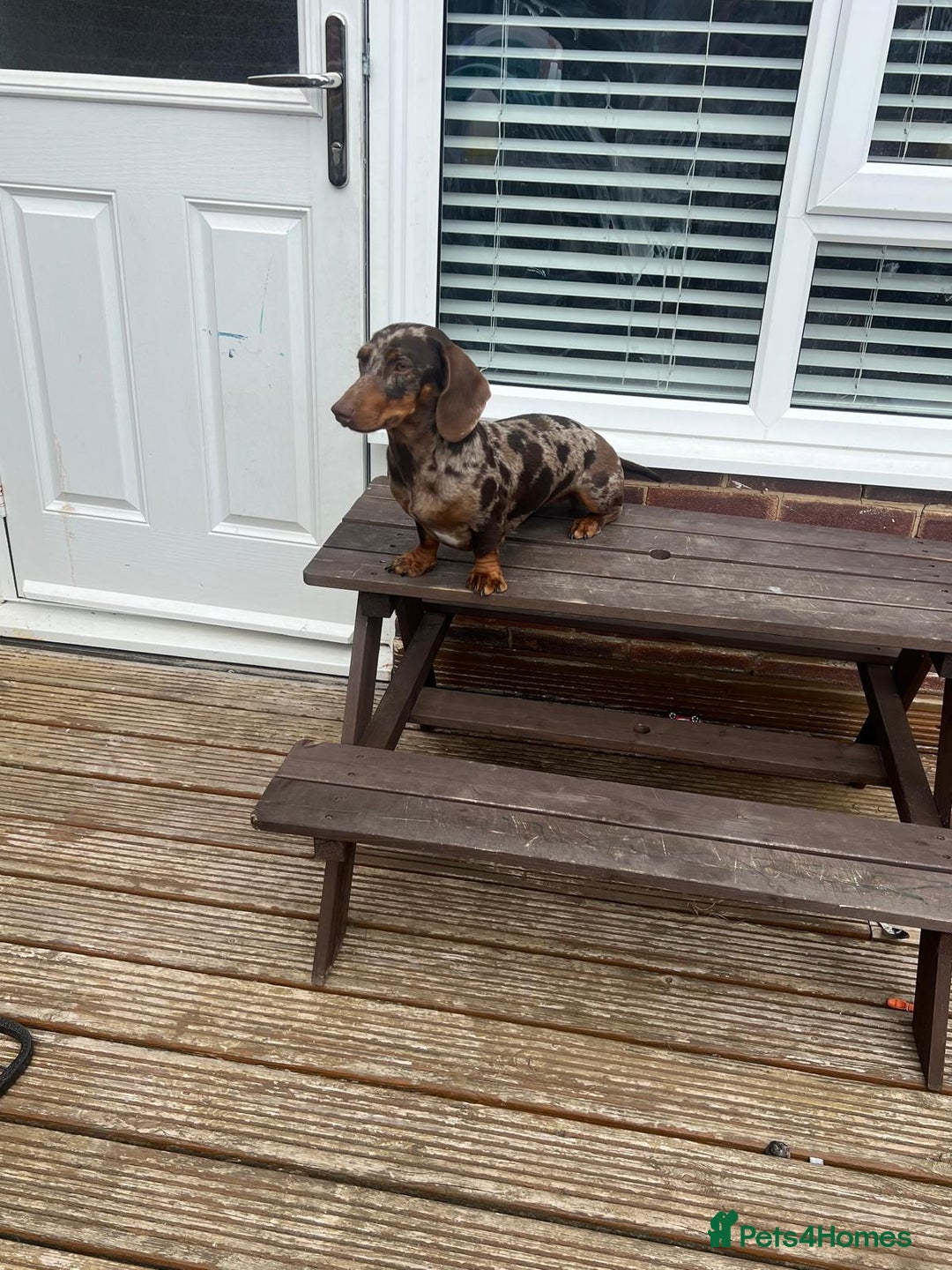 Miniature Dachshund dogs for sale: Chocolate dapple Miniature Dachshund  - Image 3