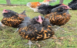 Chickens poultry for sale: Gold Spangled Thuringians POL - Image 4