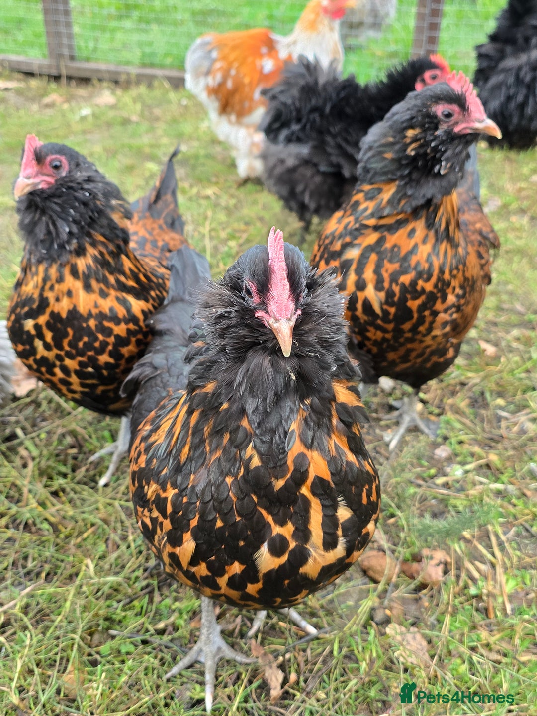 Chickens poultry for sale: Gold Spangled Thuringians POL - Image 4
