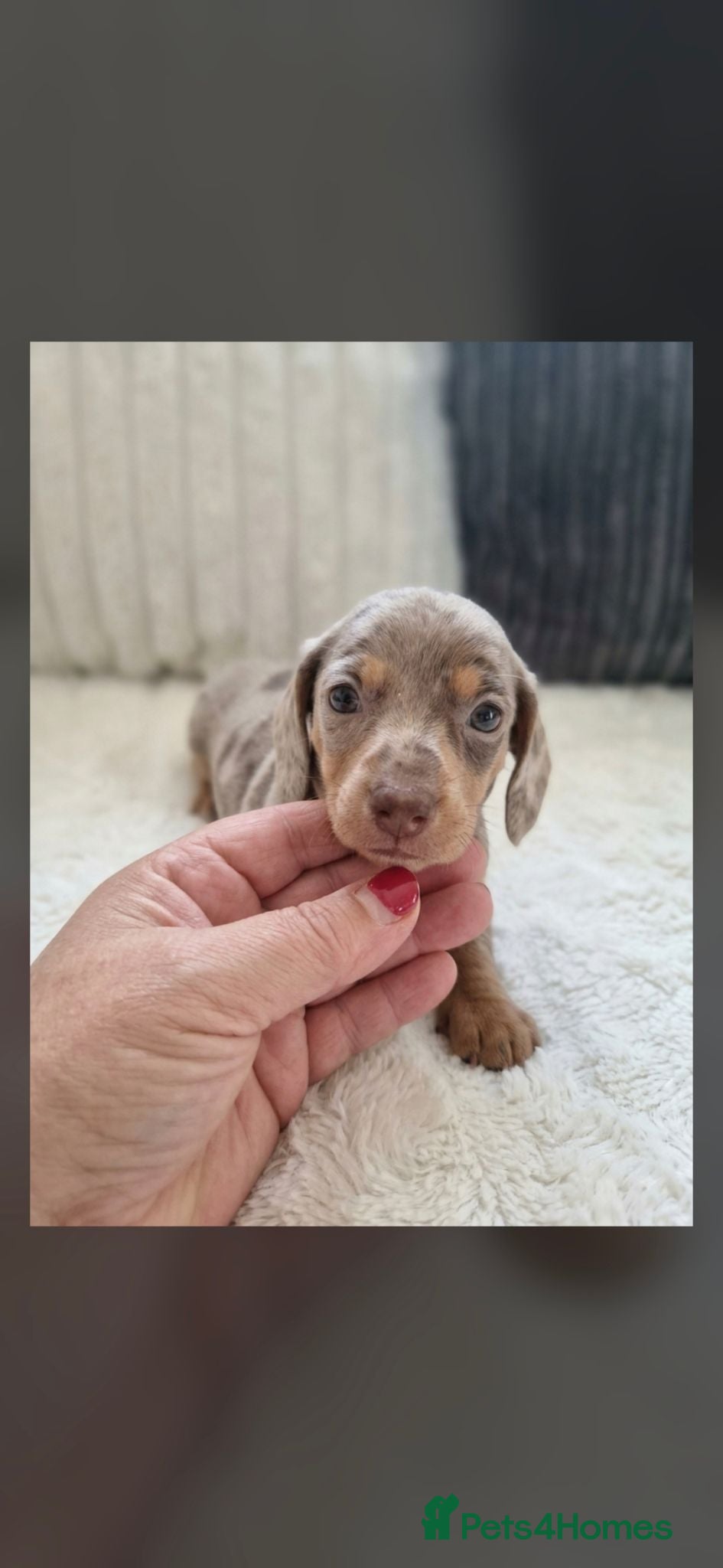 Miniature Dachshund dogs Kc miniature dachshund - Advert 1