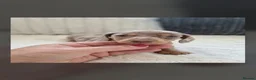 Miniature Dachshund dogs for sale: Kc miniature dachshund - Advert 9