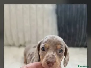 Miniature Dachshund dogs Kc miniature dachshund - Advert 1