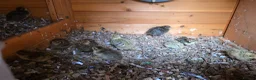 Mixed Breed birds for sale: Quails - Advert 2