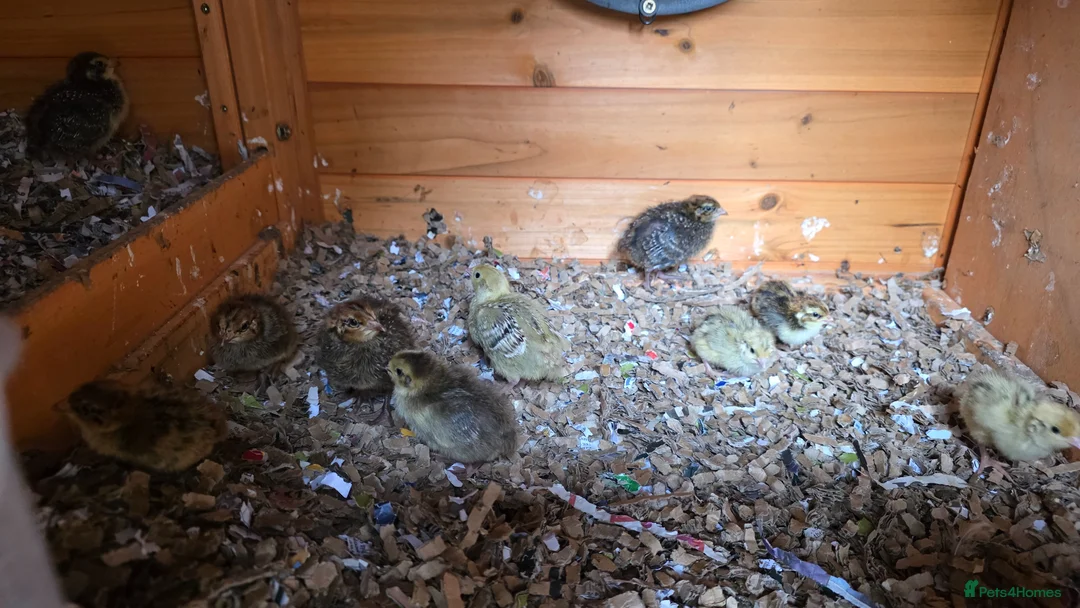 Mixed Breed birds for sale: Quails - Advert 2