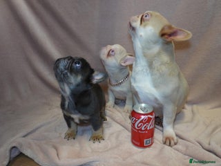 French Bulldog dogs French bulldog 2 males.One full pink,one blue tan - Advert 18