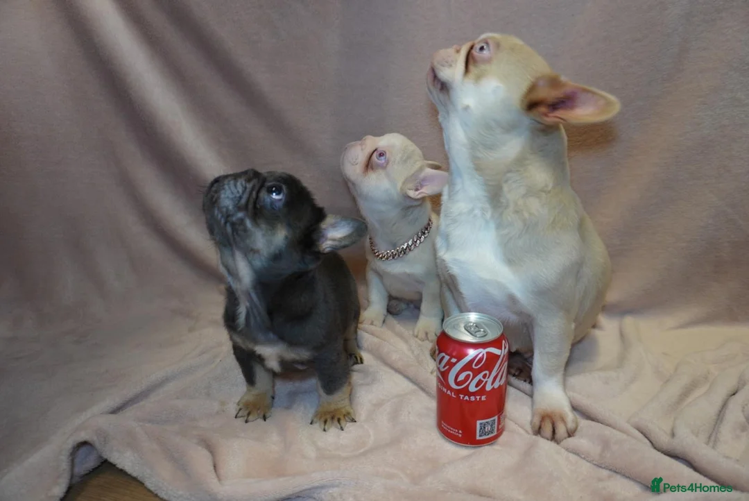 French Bulldog dogs for sale: French bulldog full pink, blue tan pink carrier  - Advert 5