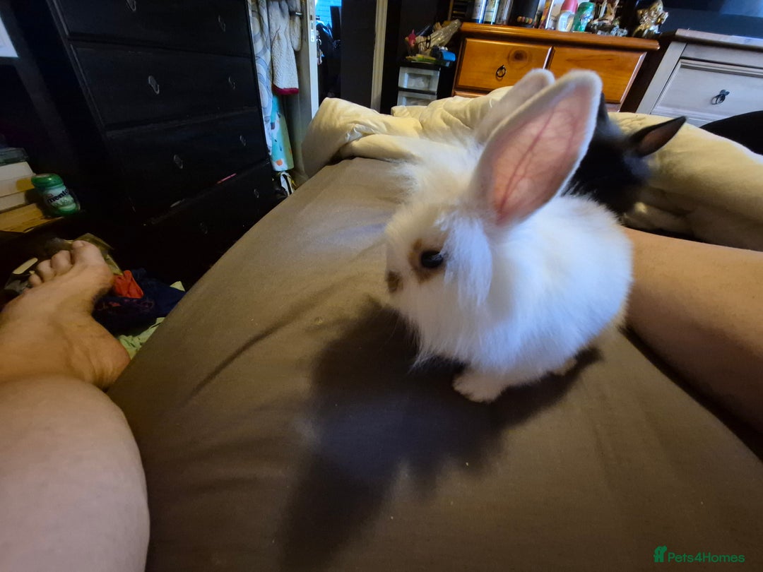 Lionhead rabbits for sale: 5  baby bunnies looking for their forever home - Image 2