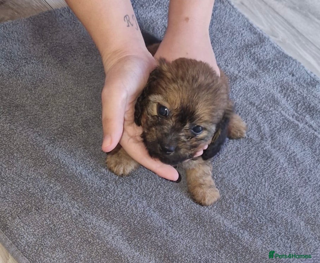 Mixed Breed dogs for sale: 6 Beautiful Daxichons - Advert 8