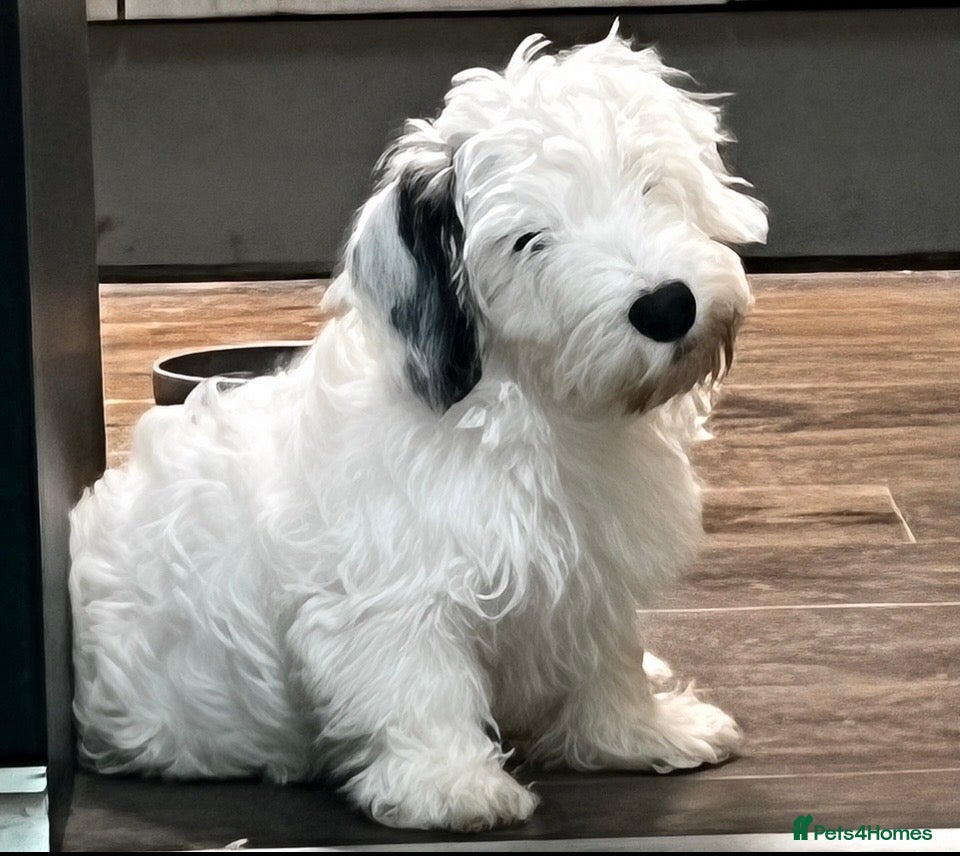 Sealyham Terrier dogs Sealyham Terrier puppies - Advert 1