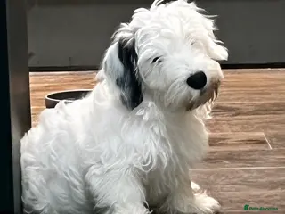 Sealyham Terrier dogs Sealyham Terrier puppies - Advert 1