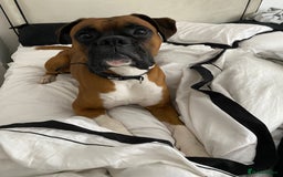 Boxer dogs for sale: A Second Chance for a Gentle Boxer - Advert 24