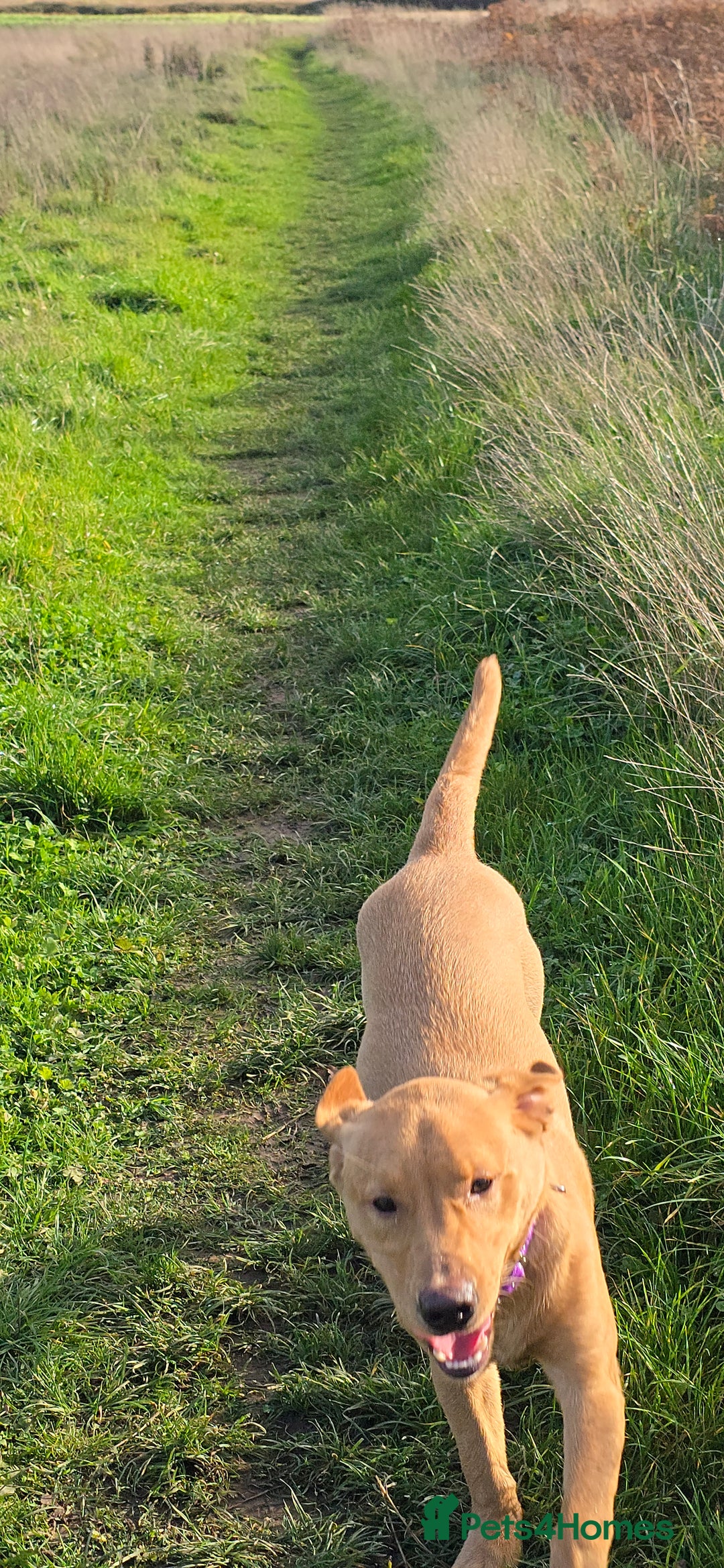 Labrador Retriever dogs for sale:  Wonderful KC registered Fox Red Labrador Puppy - Advert 11