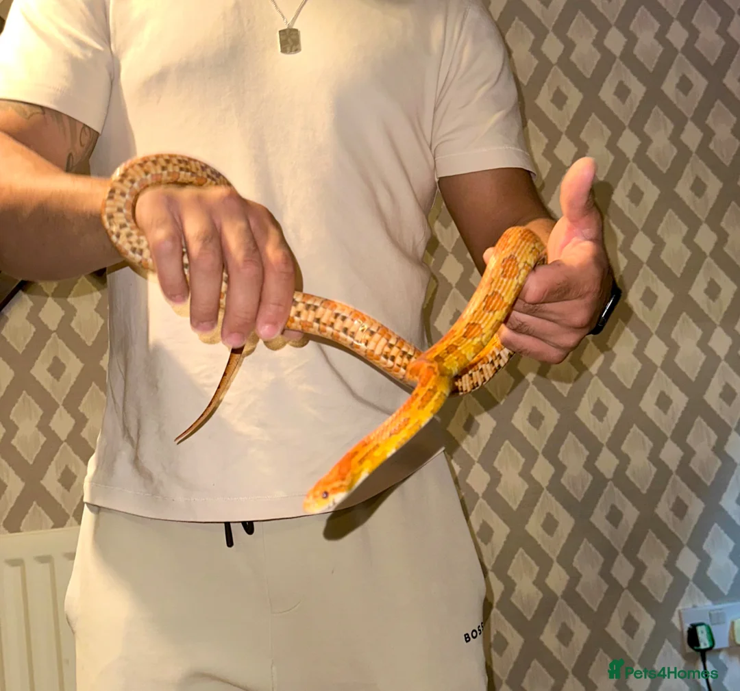 Corn Snake reptiles for sale: Hypomelanism corn snake  - Advert 2
