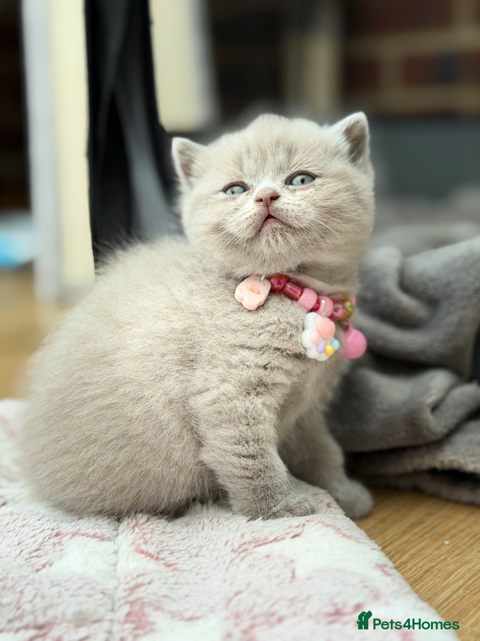 Scottish Fold cats Scottish fold/straight  - Advert 12