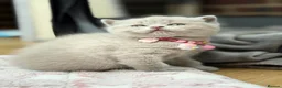 Scottish Fold cats for sale: Last Scottish lillac girl  - Advert 1