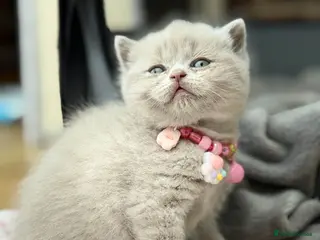 Scottish Fold cats Scottish fold/straight - Advert 15