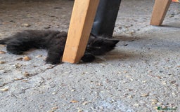 Bombay cats for sale: Different prices Bombay X long hair  - Image 33
