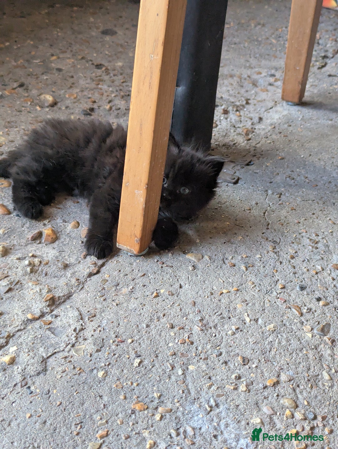 Bombay cats for sale: Different prices Bombay X long hair  - Image 33