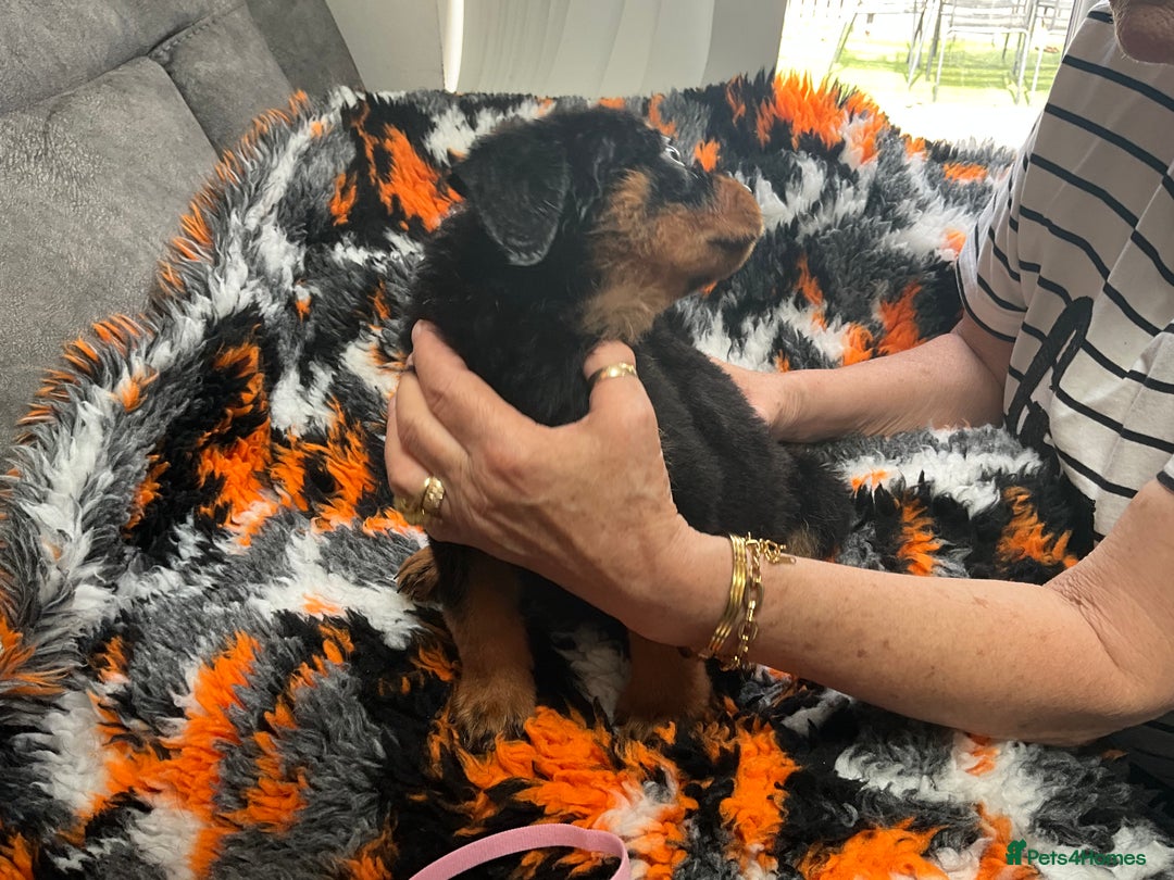 Rottweiler dogs for sale: ROTTWIELER PUPPIES - Image 4