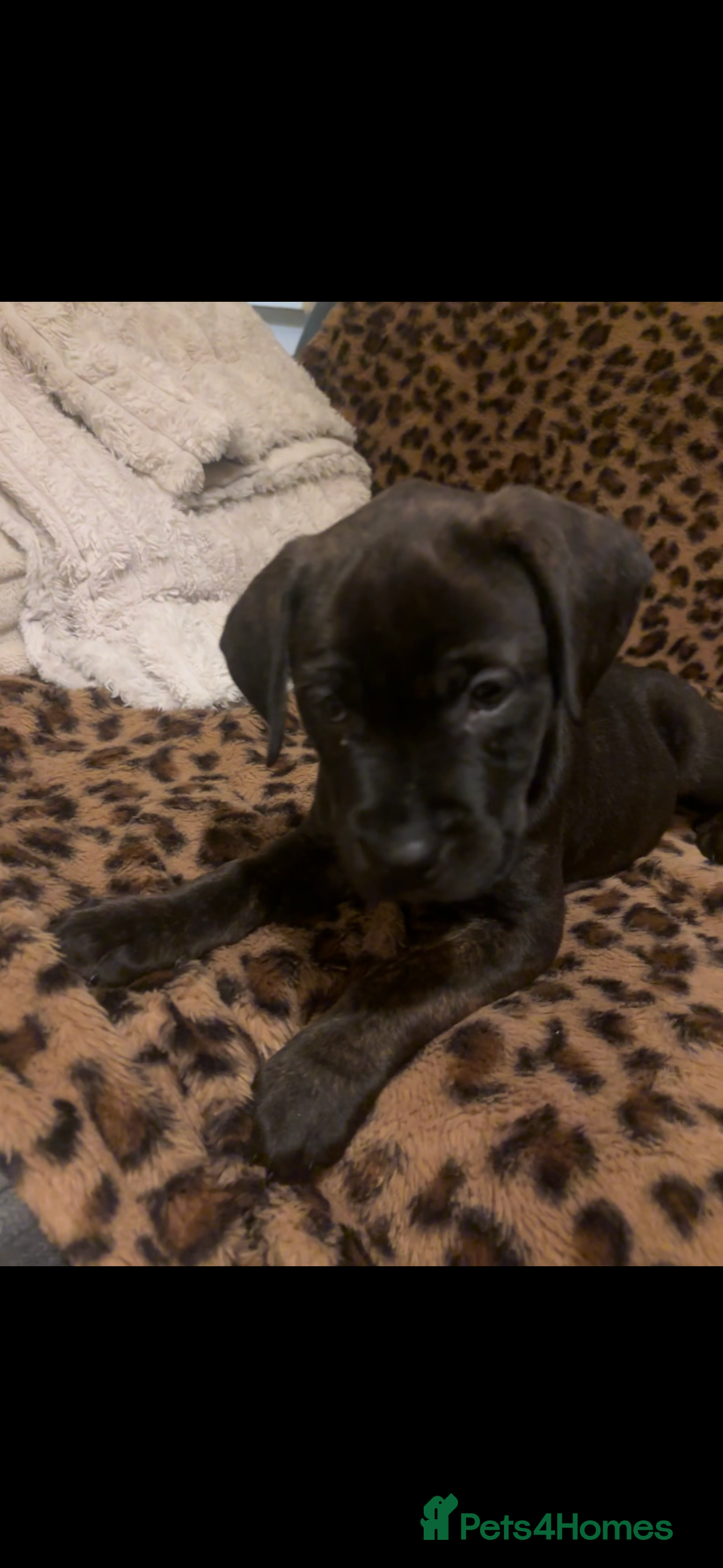 Mixed Breed dogs for sale: multigen Bandogge Puppies/mastiff - Advert 6