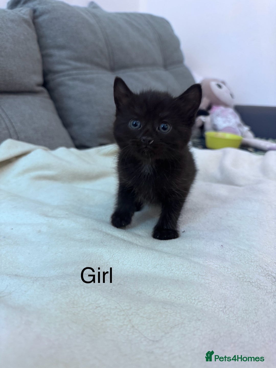 Mixed Breed cats for sale: Beautiful kittens looking new home 🐱🧡 - Advert 18