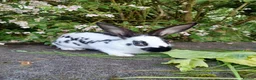 English rabbits for sale: Yurvac vaccinated English rabbits, ready now!  - Advert 7