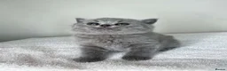 British Shorthair cats for sale: Beautiful Purebred Blue British Shorthair Kittens  in Dundee - Advert 31