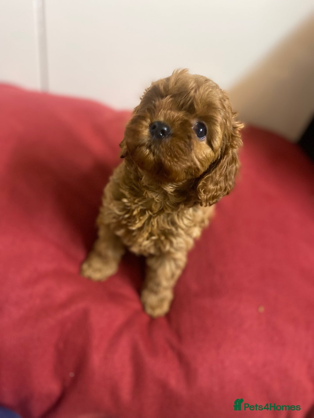 Cavapoo dogs for sale: Cavapoo for sale - Advert 6