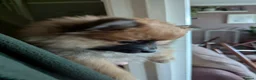 Pomeranian dogs for sale: Beautiful Pomeranian Puppies Ready Now in Nottingham - Advert 29