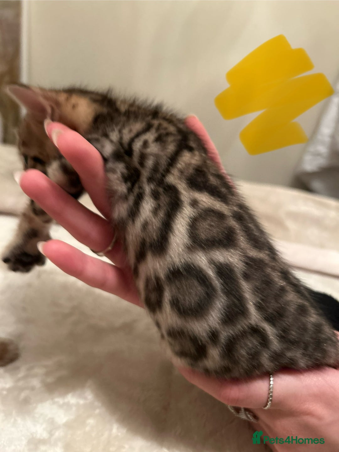 Bengal cats for sale: ❤️ Stunning Bengal Kittens for Reservation ❤️ - Advert 20
