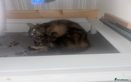 Ragdoll cats for sale: Long haired bts cross ragdoll kittens   - Image 5