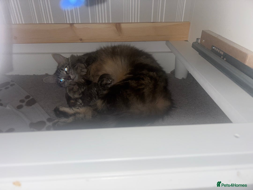 Ragdoll cats for sale: Long haired bts cross ragdoll kittens   - Image 5