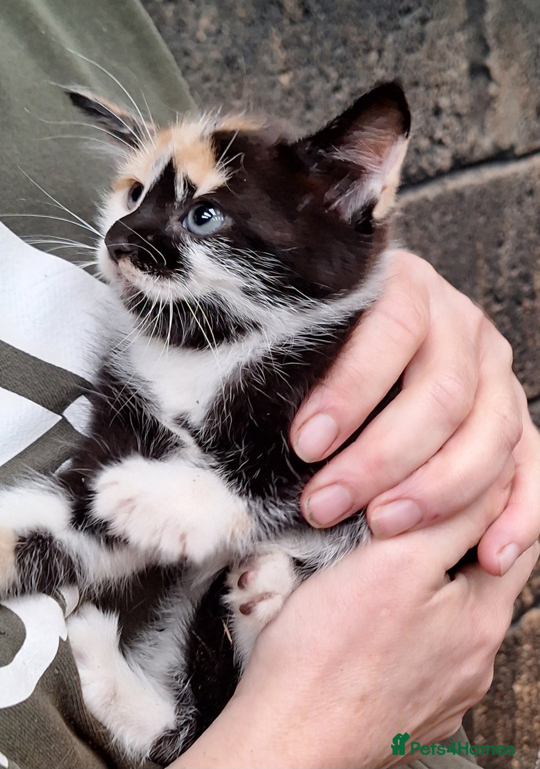 Mixed Breed cats for sale: Gorgeous family kittens  - Image 4