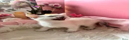 Egyptian Mau cats for sale: TICA Reg Egyptian MAU x Bengal x BSH unique coat in Southampton - Advert 6