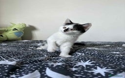 Mixed Breed cats for sale: Beautiful Male Kitten For Sale Last Of Litter - Image 4