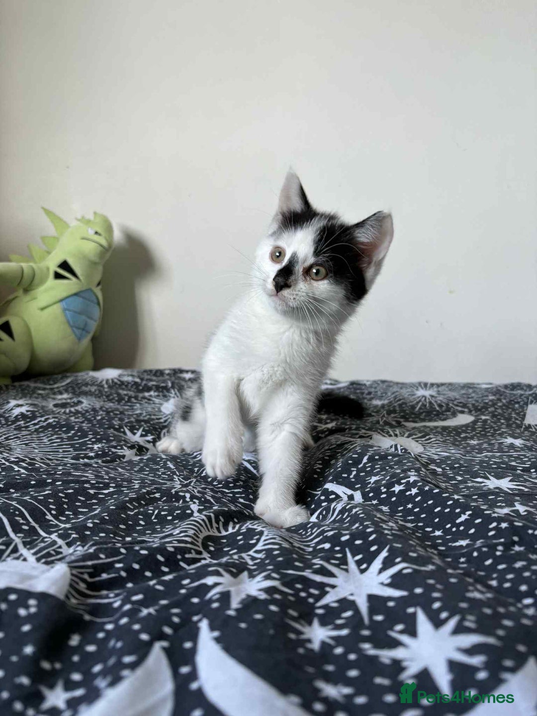 Mixed Breed cats for sale: Beautiful Male Kitten For Sale Last Of Litter - Image 4