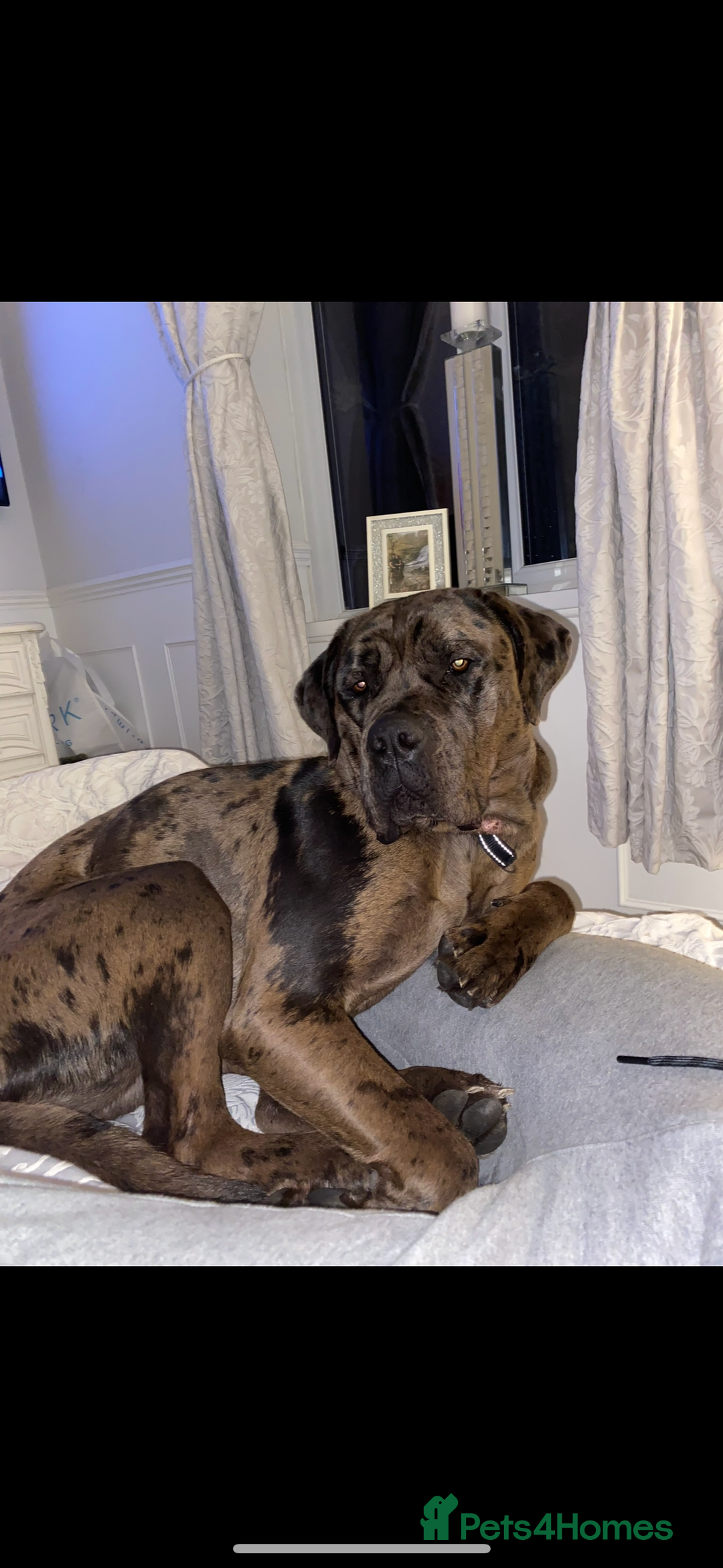 Cane Corso dogs for sale: Cane corso - Advert 7