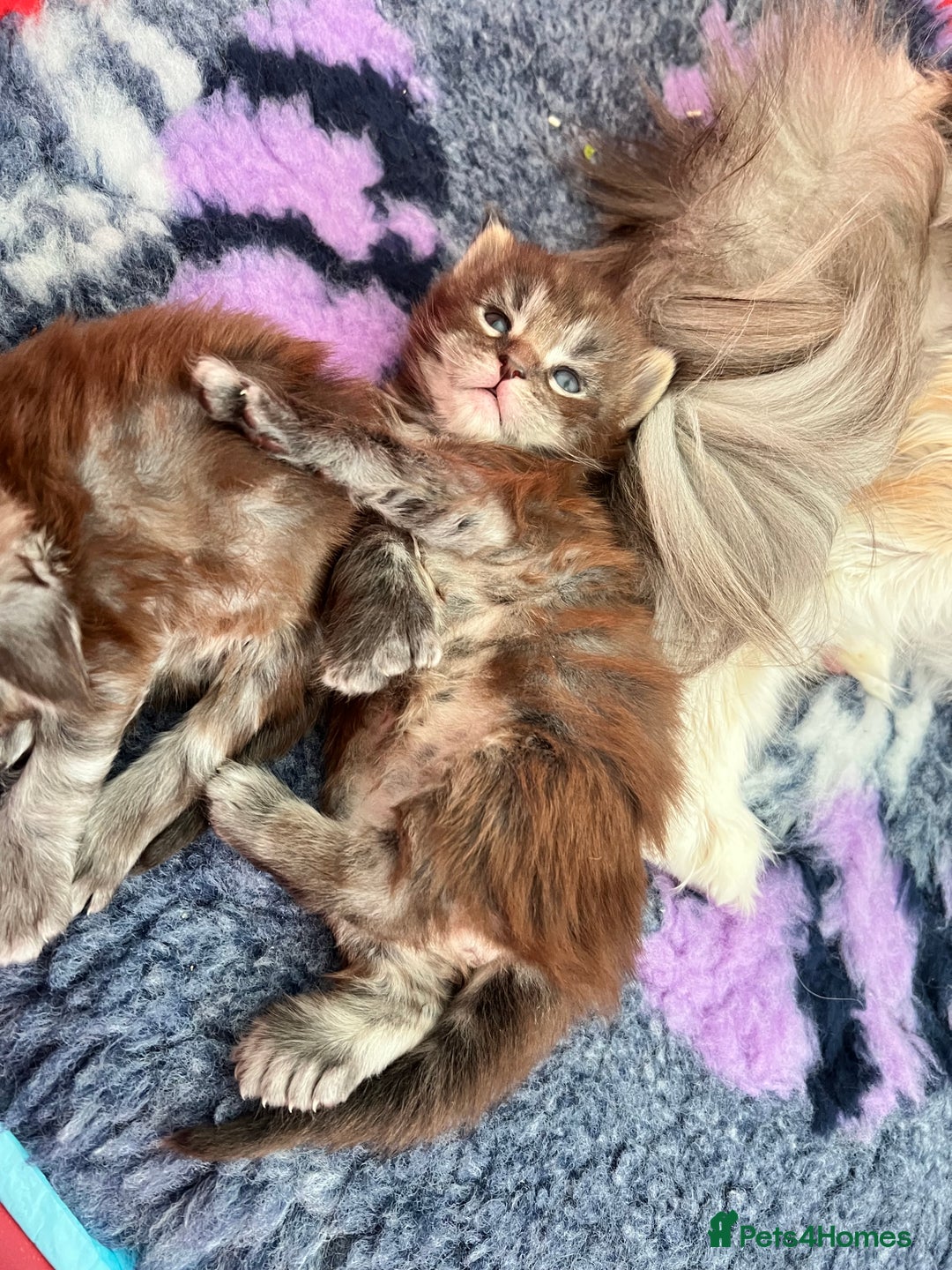 Maine Coon cats for sale: Polydactyl Maine Coon Kittens! - Advert 3