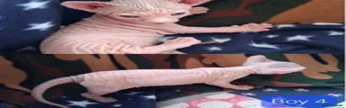 Sphynx 4