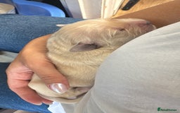 Golden Retriever dogs for sale: Quality KC Golden Retriver Puppies - Image 2